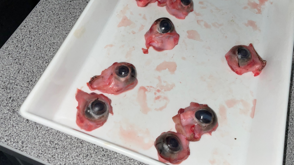 Disseksjon av griseøyne er lærerikt. Før påske fikk Vg2-elever i biologi gjøre dette. 
