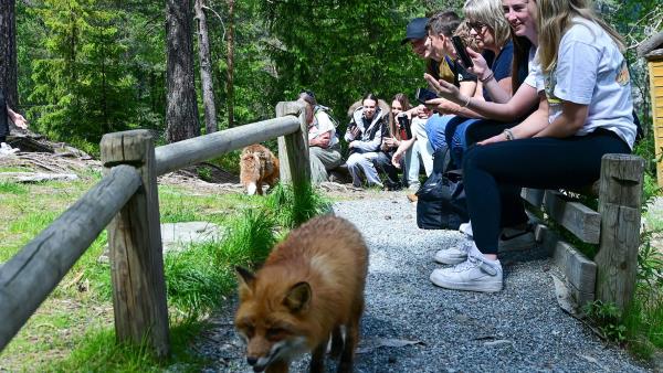 Nærkontakt med flere dyr fra norsk natur for elevene fra Eiker videregående skole i dag.