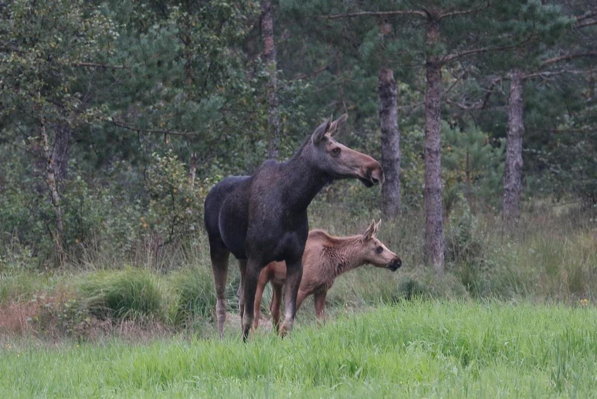 To elger i skogkanten - Klikk for stort bilde
