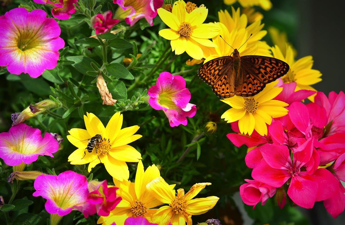 Sommerfugl og flue sitter på gule og rosa blomster. - Klikk for stort bilde