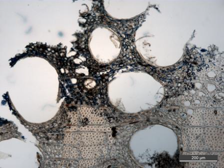 Mikroskopi av overgangssonen mellom soppangrepet (øverst) og friskt tre - Klikk for stort bilde