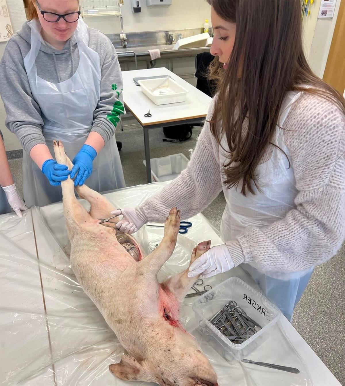 To elever som åpner buken på en gris med skalpell - Klikk for stort bilde