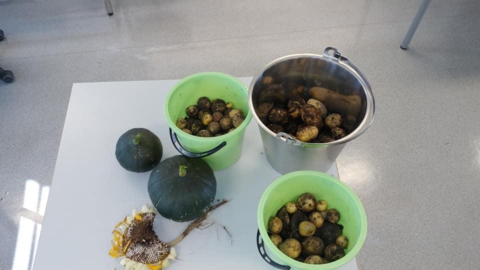 Bilde av poteter Innhøsting fra egen åker rett utenfor skolen - Klikk for stort bilde